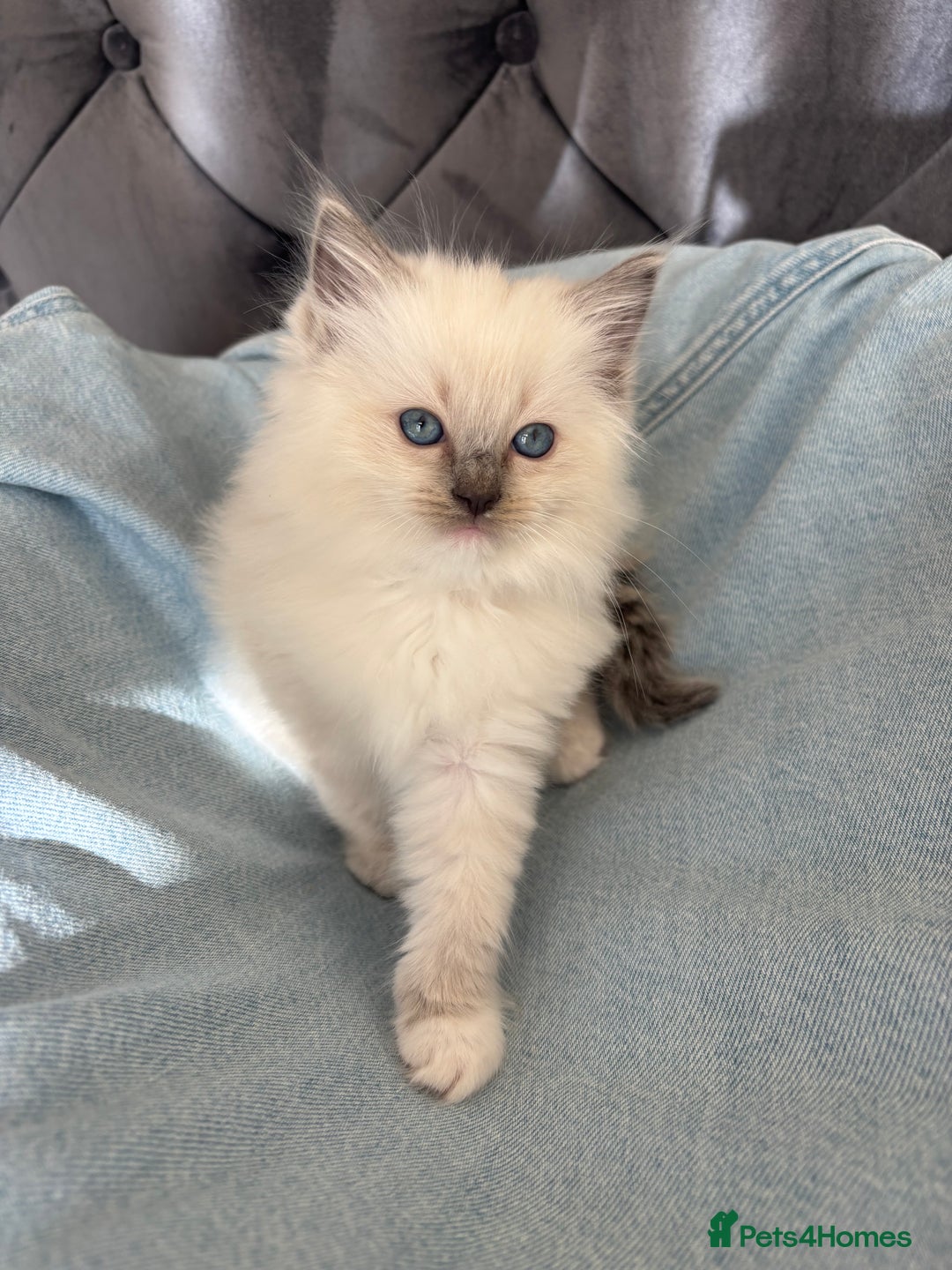 Ragdoll cats for sale: Perfect little blue point Ragdoll girls x5 - Image 3