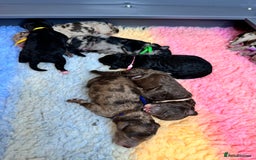 Mixed Breed dogs for sale: Goldendoodle/Australian double doodles  - Image 17