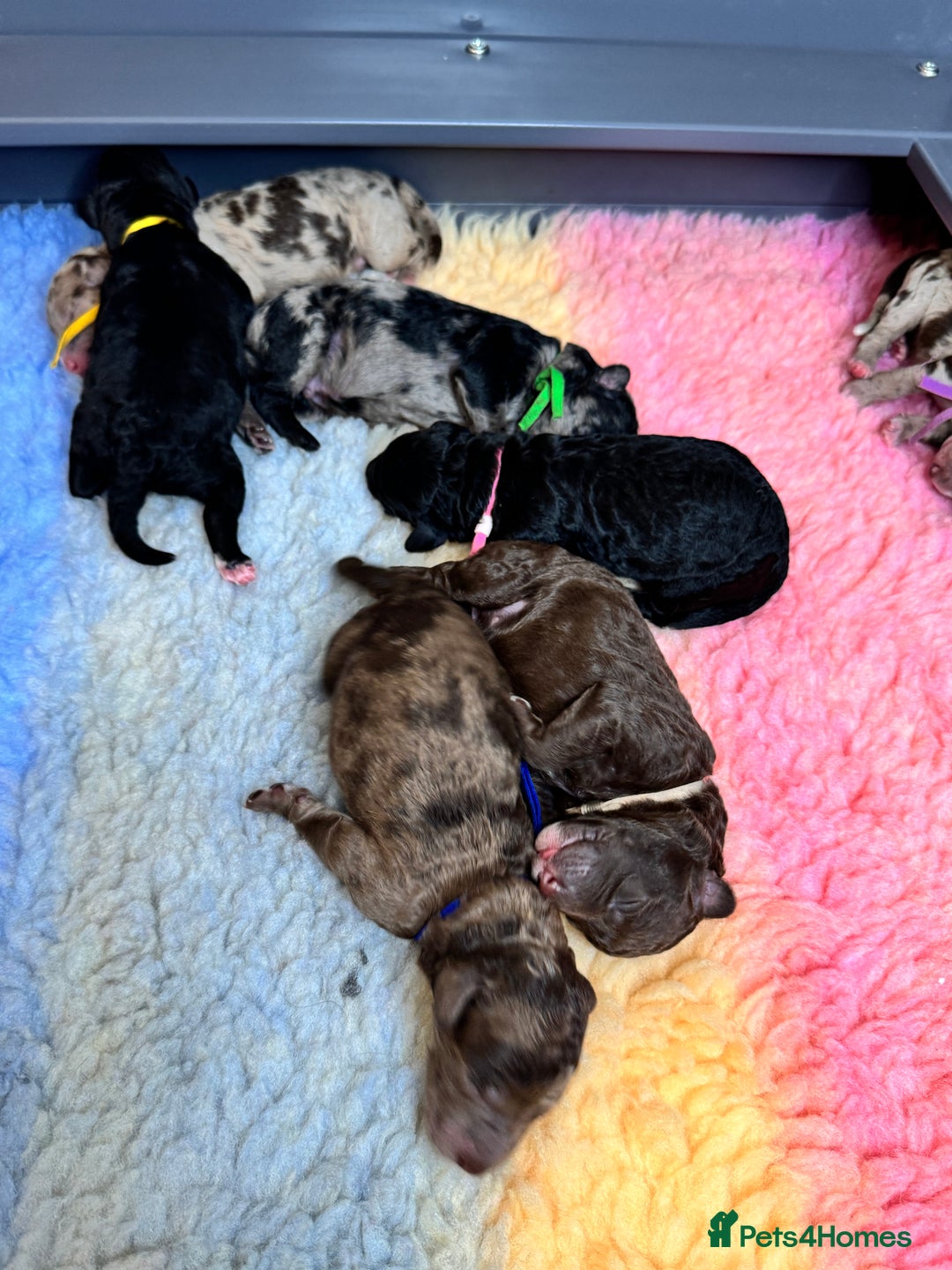 Mixed Breed dogs for sale: Goldendoodle/Australian double doodles  - Image 17