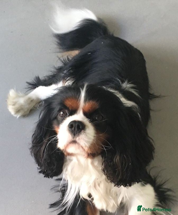 Cavalier King Charles Spaniel dogs Cavalier king charles spaniel puppies  - Advert 1