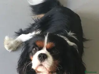 Cavalier King Charles Spaniel dogs Cavalier king charles spaniel puppies - Advert 1