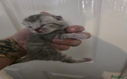 British Shorthair cats for sale: 1 male 1 female British shorthair kitten for sale  - Image 5