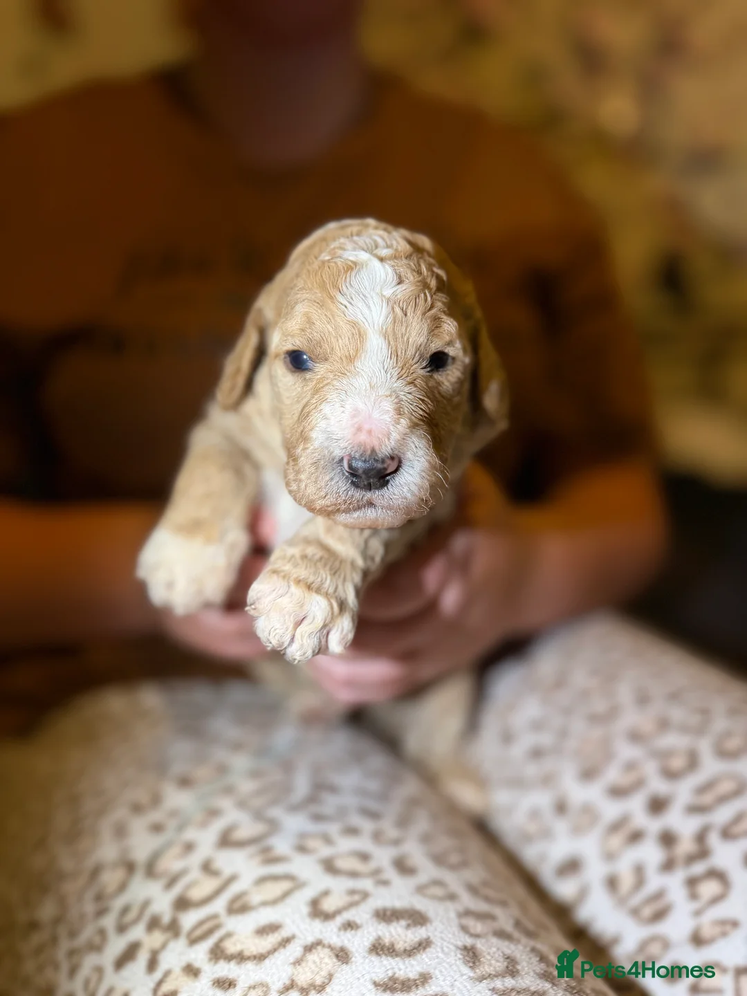 Goldendoodle dogs for sale: Female Goldendoodle Ready Now - Advert 22