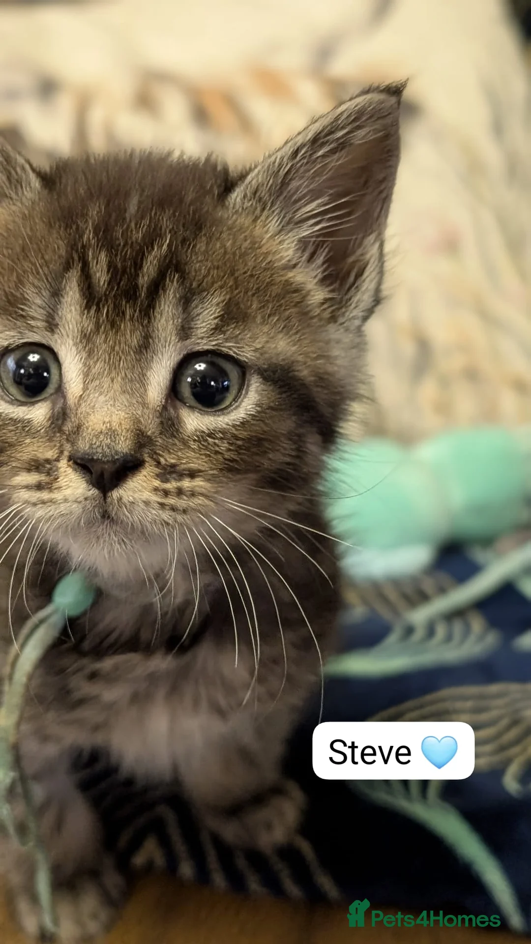 Maine Coon cats for sale: Maine Coon Cross Kittens - Advert 14