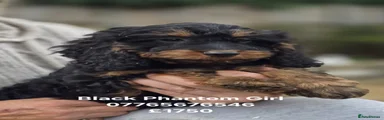 Cockapoo 4