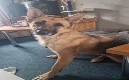 German Shepherd dogs for sale: german shepherd  - Image 4
