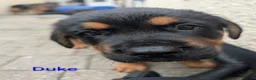 Mixed Breed dogs for sale: German Shepherd Cross Puppies  - Advert 28