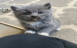 Mixed Breed cats for sale: 2 little fluffy kittens - Image 5