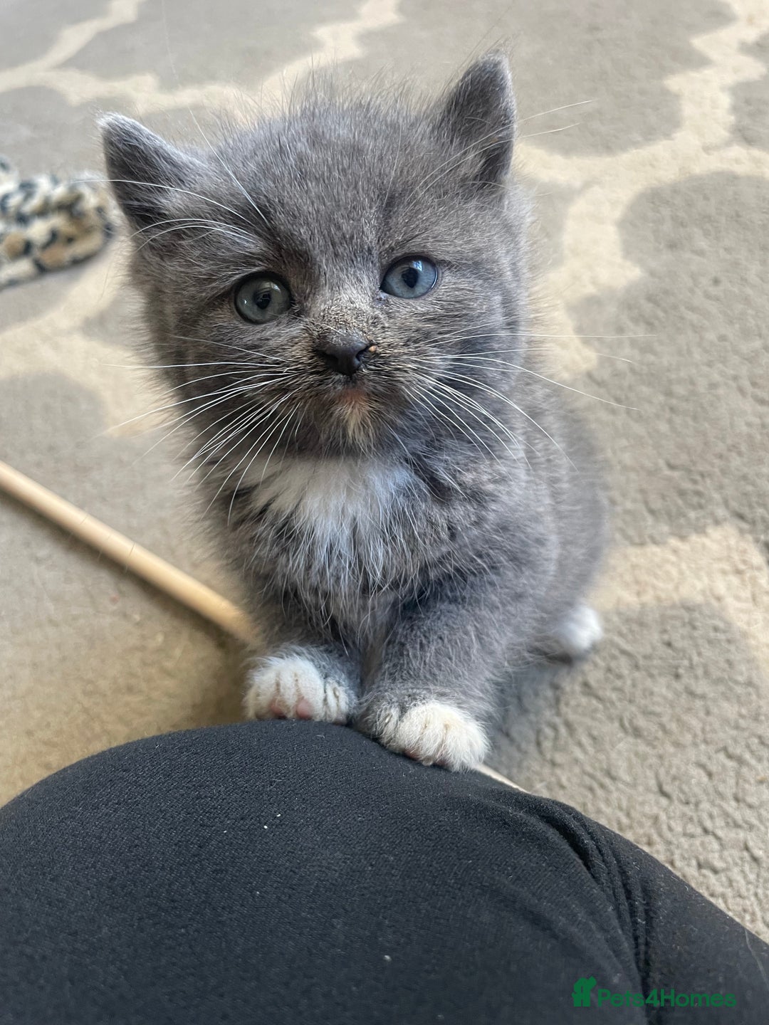 Mixed Breed cats for sale: 2 little fluffy kittens - Image 5