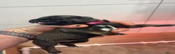Belgian Shepherd Dog dogs for sale: Malinois Litter  - Advert 3