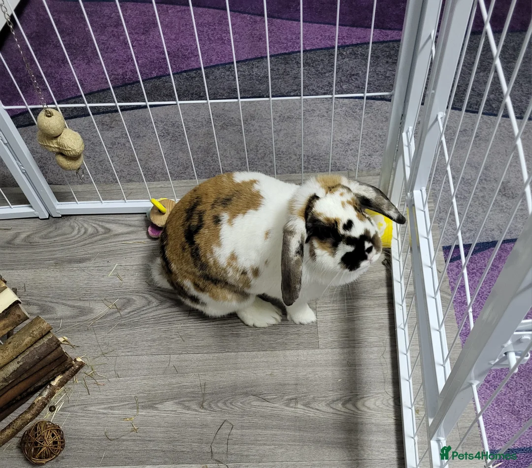 Mini Lop rabbits for sale: Mini lop rabbit  in Cheadle - Advert 1