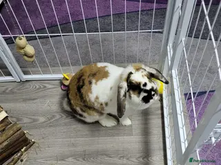 Mini Lop rabbits Mini lop rabbit in Cheadle - Advert 1