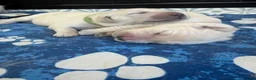 Golden Retriever dogs for sale:  Two Beautiful English Cream Golden Retriever Boys - Advert 6
