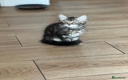 Mixed Breed cats for sale: Gorg loving kitties 4 the best homes only  - Image 3