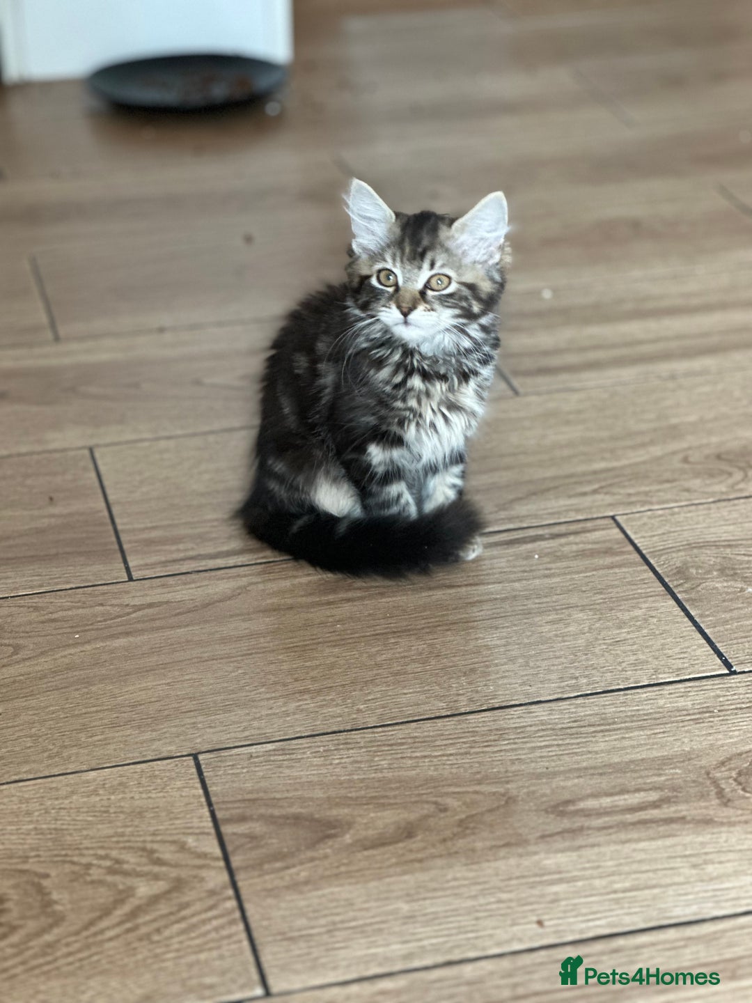 Mixed Breed cats for sale: Gorg loving kitties 4 the best homes only  - Image 3