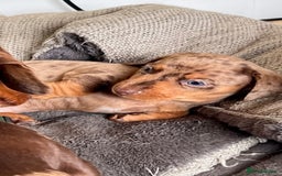 Miniature Dachshund dogs for stud: 🐾 KC Miniature Dachshund – Otto Von Krumm 🐾 - Image 11