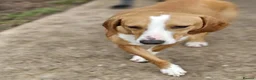 Mixed Breed dogs for adoption: Tio!! - Advert 3