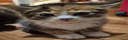 Mixed Breed cats for sale: Bengal x maincoon - Advert 19