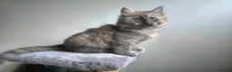Siberian cats for sale: Beautiful Siberian Kittens  - Advert 5
