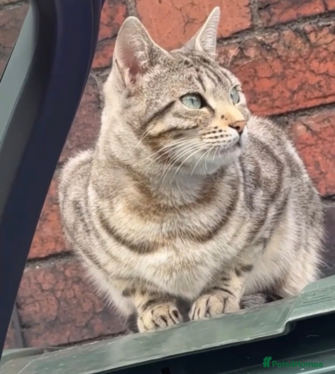 Bengal cats for sale: Bengal tabby cat  - Advert 5