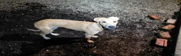 Lurcher dogs for sale: Large breed lurcher - Advert 7