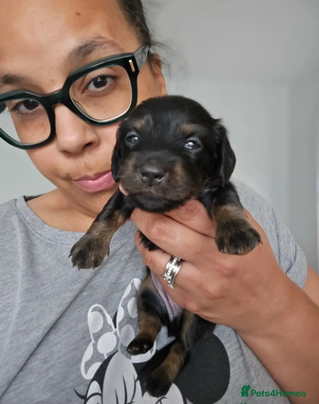 Miniature Dachshund dogs for sale: Adorable Miniature Long-Haired Dachshund Puppies  - Advert 5