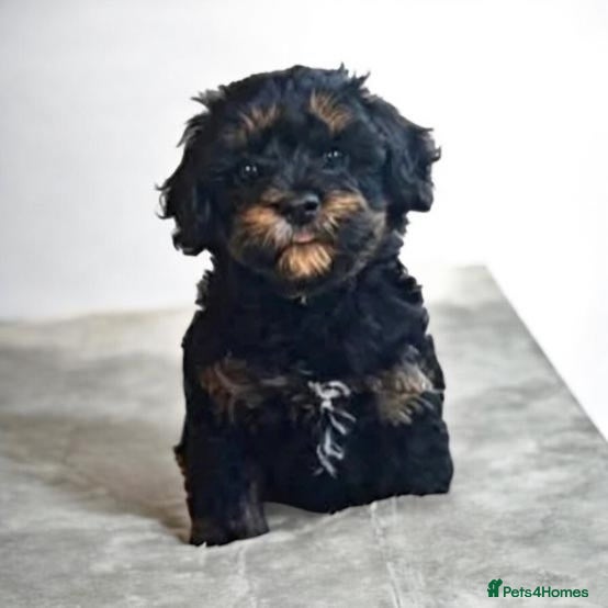 Cockapoo dogs Stunning F1b cockapoo 5 female 1 male - Advert 2