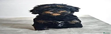 Cockapoo 3
