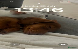 Miniature Dachshund dogs for sale: Miniature dachshund - Image 4