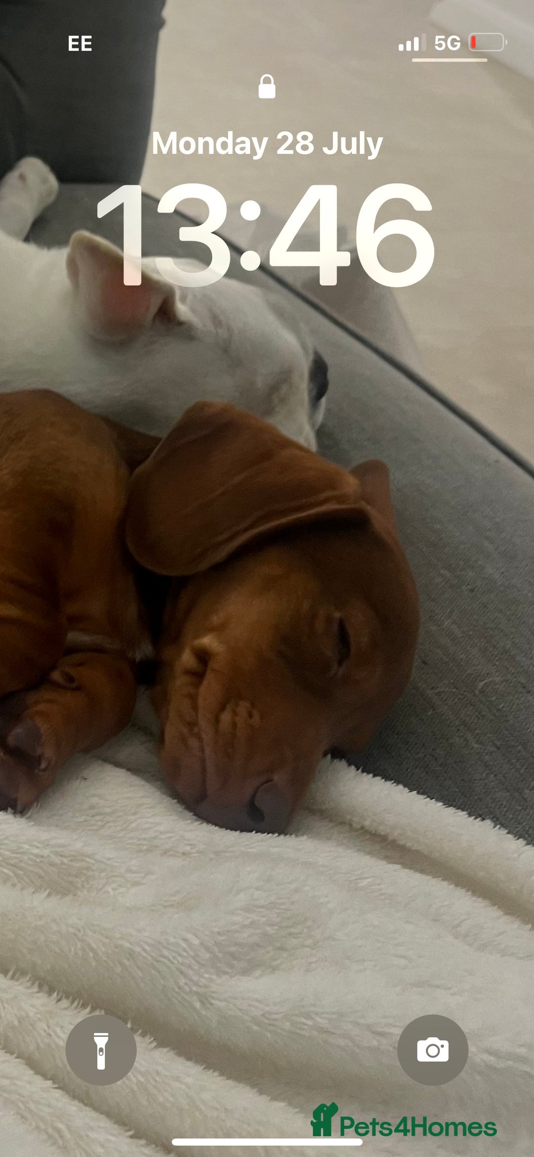 Miniature Dachshund dogs for sale: Miniature dachshund - Image 4