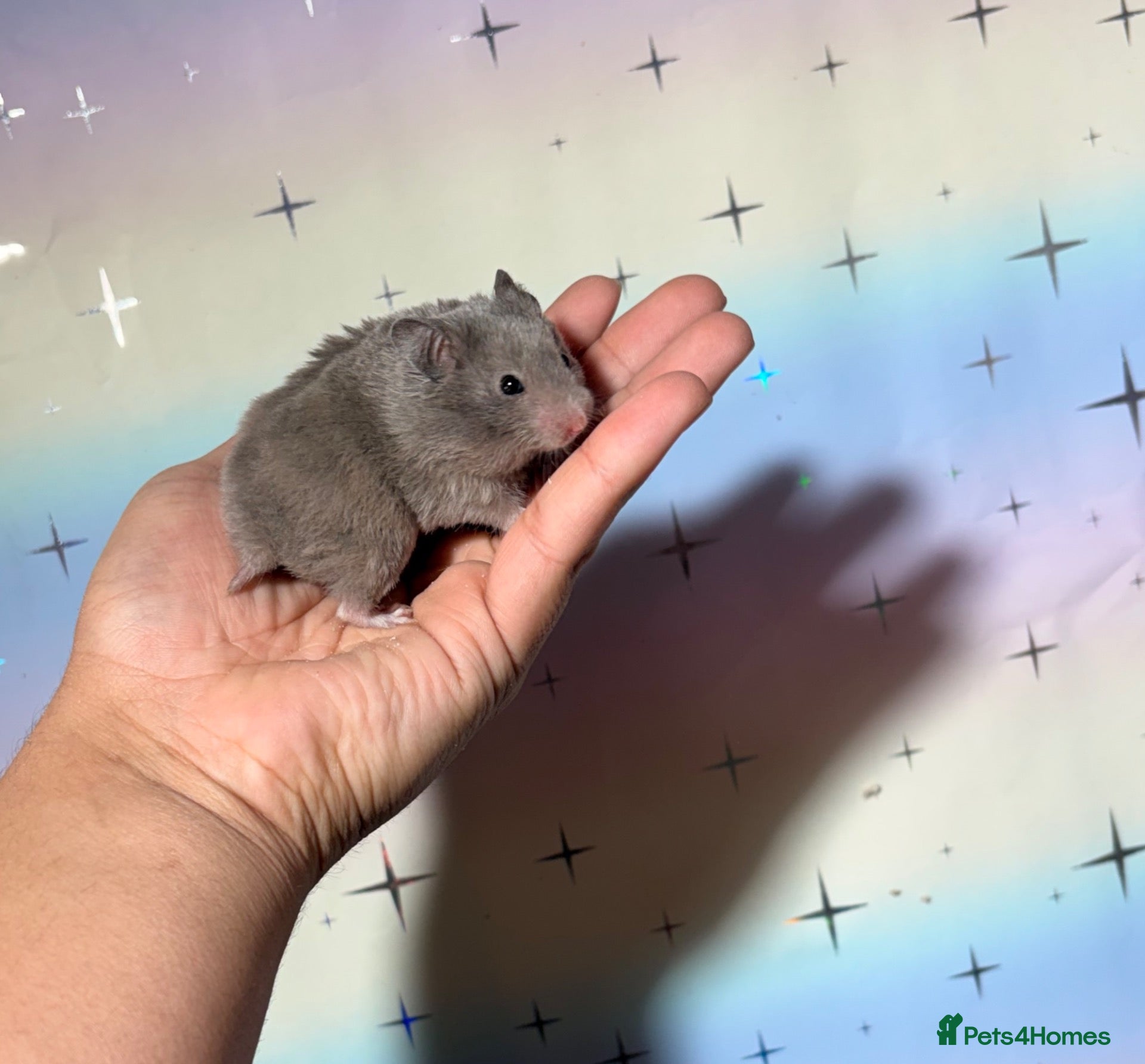 Hamster rodents for sale: STUNNING TAME PEDIGREE SYRIAN HAMSTERS - Advert 4