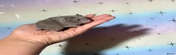 Hamster rodents for sale: STUNNING TAME PEDIGREE SYRIAN HAMSTERS - Advert 9