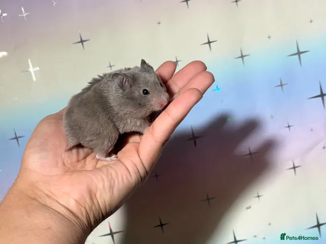 Hamster rodents for sale: STUNNING TAME PEDIGREE SYRIAN HAMSTERS - Advert 4