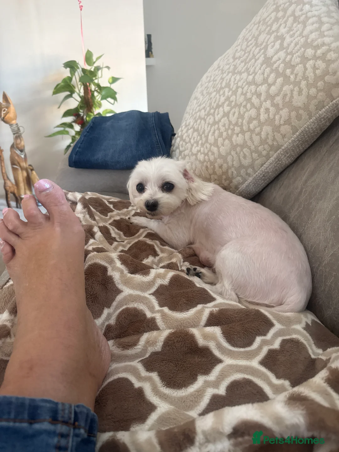 Mixed Breed dogs for sale: Pattermalt puppies in Leyland - Advert 17