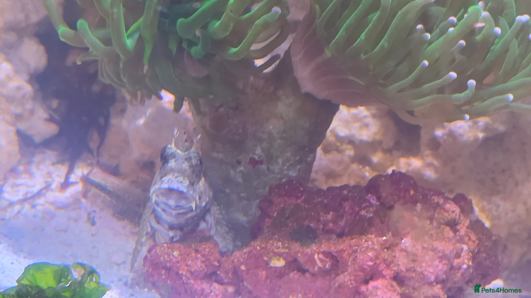 Other/Mixed Breed fish for sale: Complete Marine setup in London - Advert 8