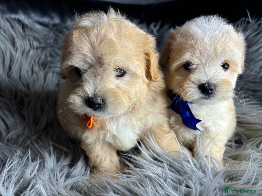 Maltipoo dogs for sale: TINY TOY F1 HEALTH TESTED MALTIPOO PUPS - Image 2