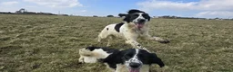 English Springer Spaniel dogs for adoption: Skye Black & White ESS 2 year old Adult  - Advert 13