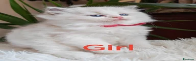 Ragdoll 4