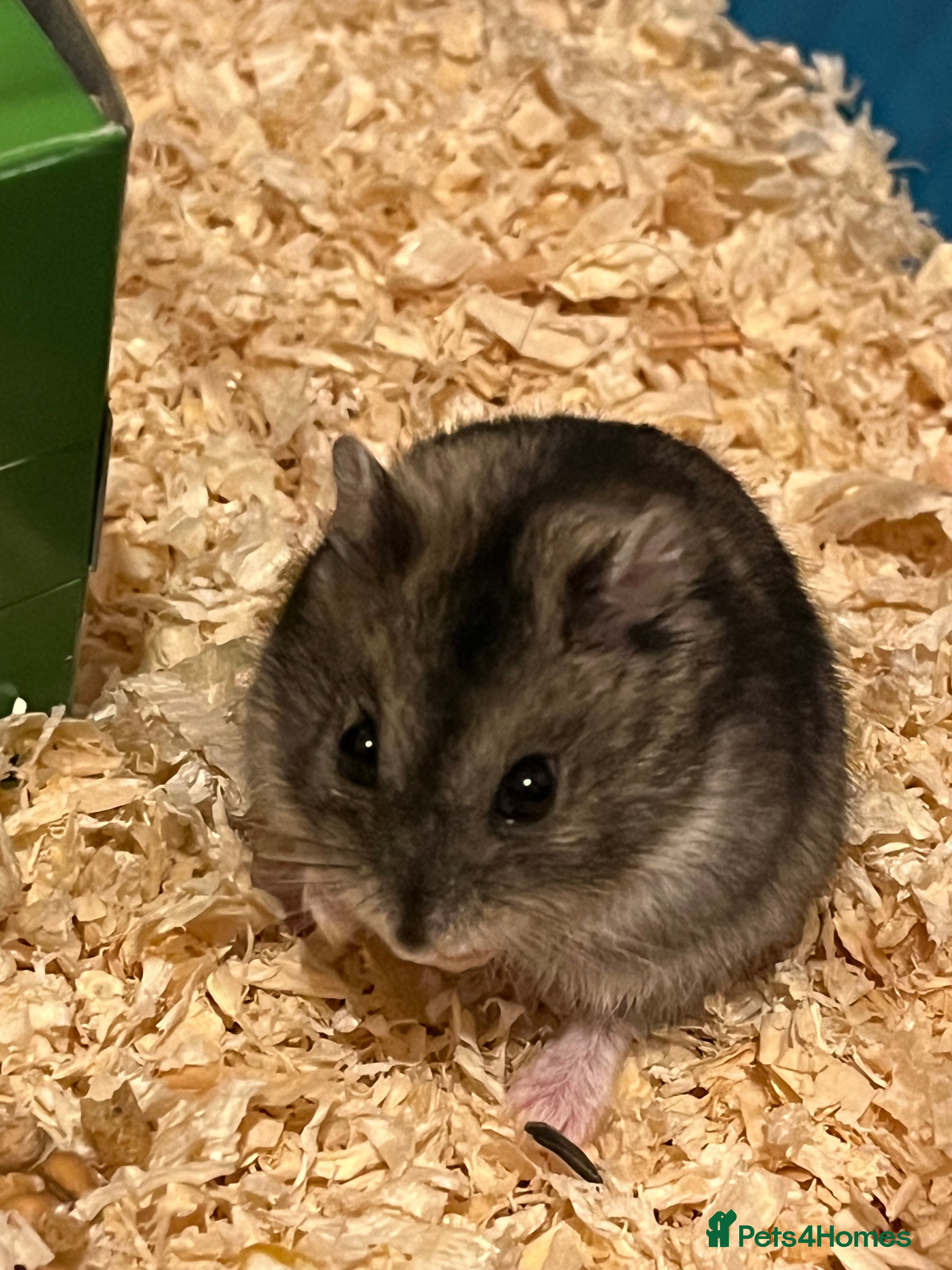 Hamster rodents Friendly female hamster for sale - Advert 3