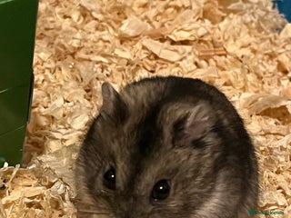 Hamster rodents Friendly female hamster for sale - Advert 1