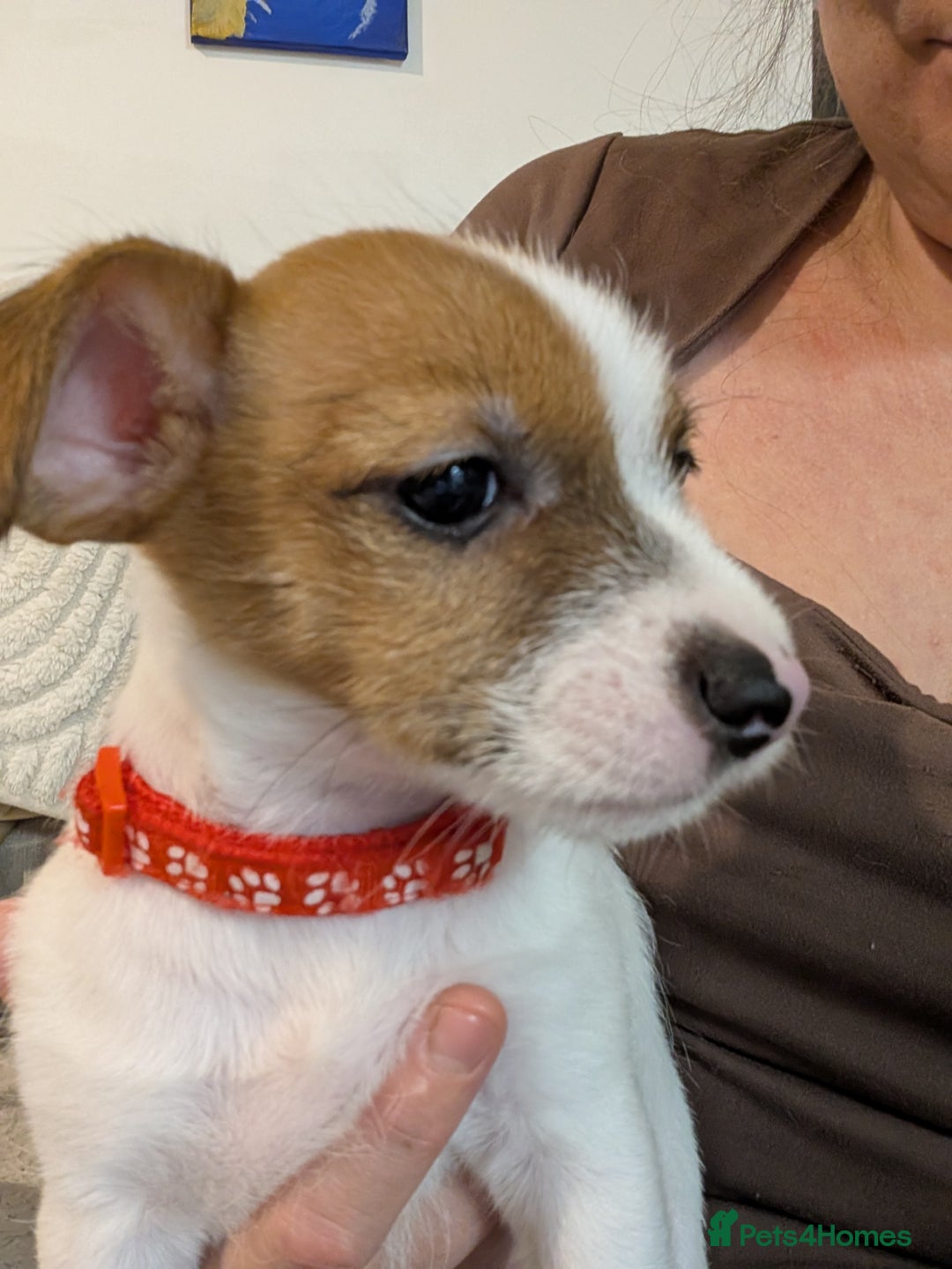 Mixed Breed dogs for sale: Jack Russell 3/4 1/4 chihuahua puppies  - Image 3