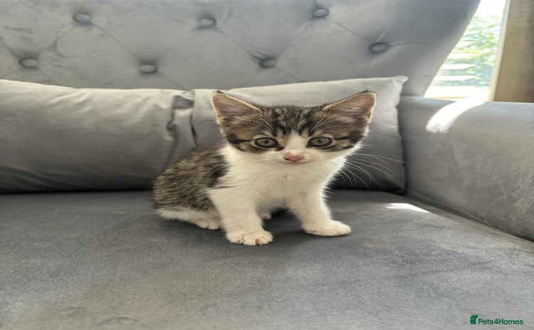 Mixed Breed cats - Advert 14