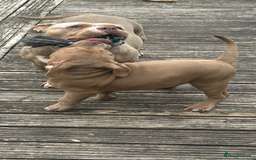American Bully dogs for sale: Beautiful pocket bully  - Image 2