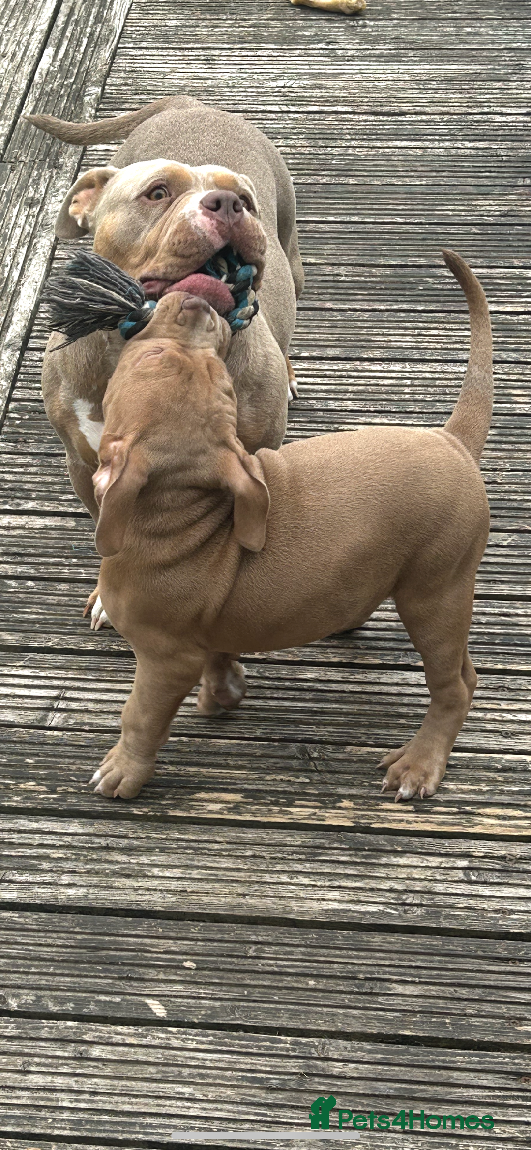 American Bully dogs for sale: Beautiful pocket bully  - Image 2