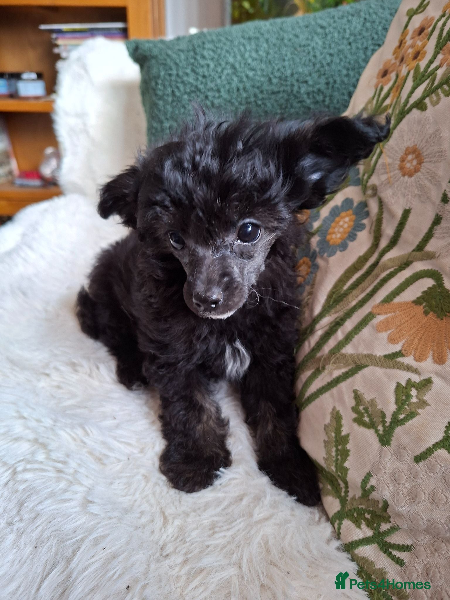 Mixed Breed dogs Stunning small papipoos/ papillon  x toy poodle - Advert 2