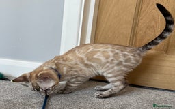 Bengal cats for sale: 💙Exceptional Lynx💙 Male Bengal TICA Reg - Image 6