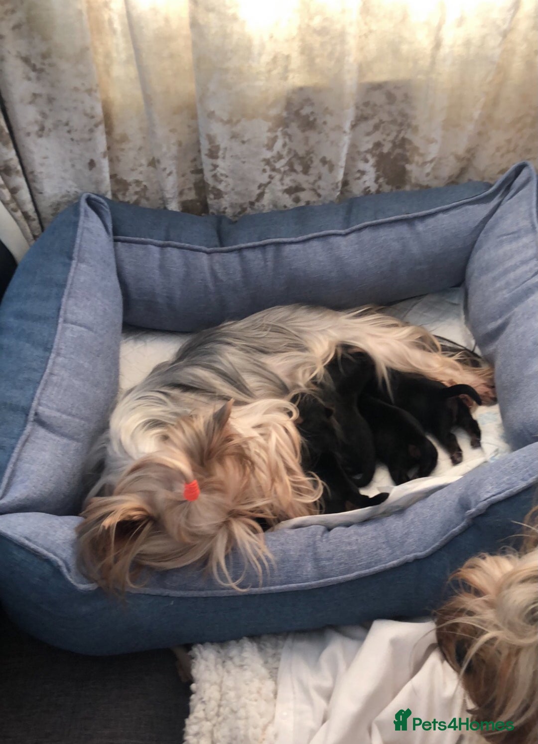 Yorkshire Terrier dogs for sale: KC registered champion blood puppies  - Image 8