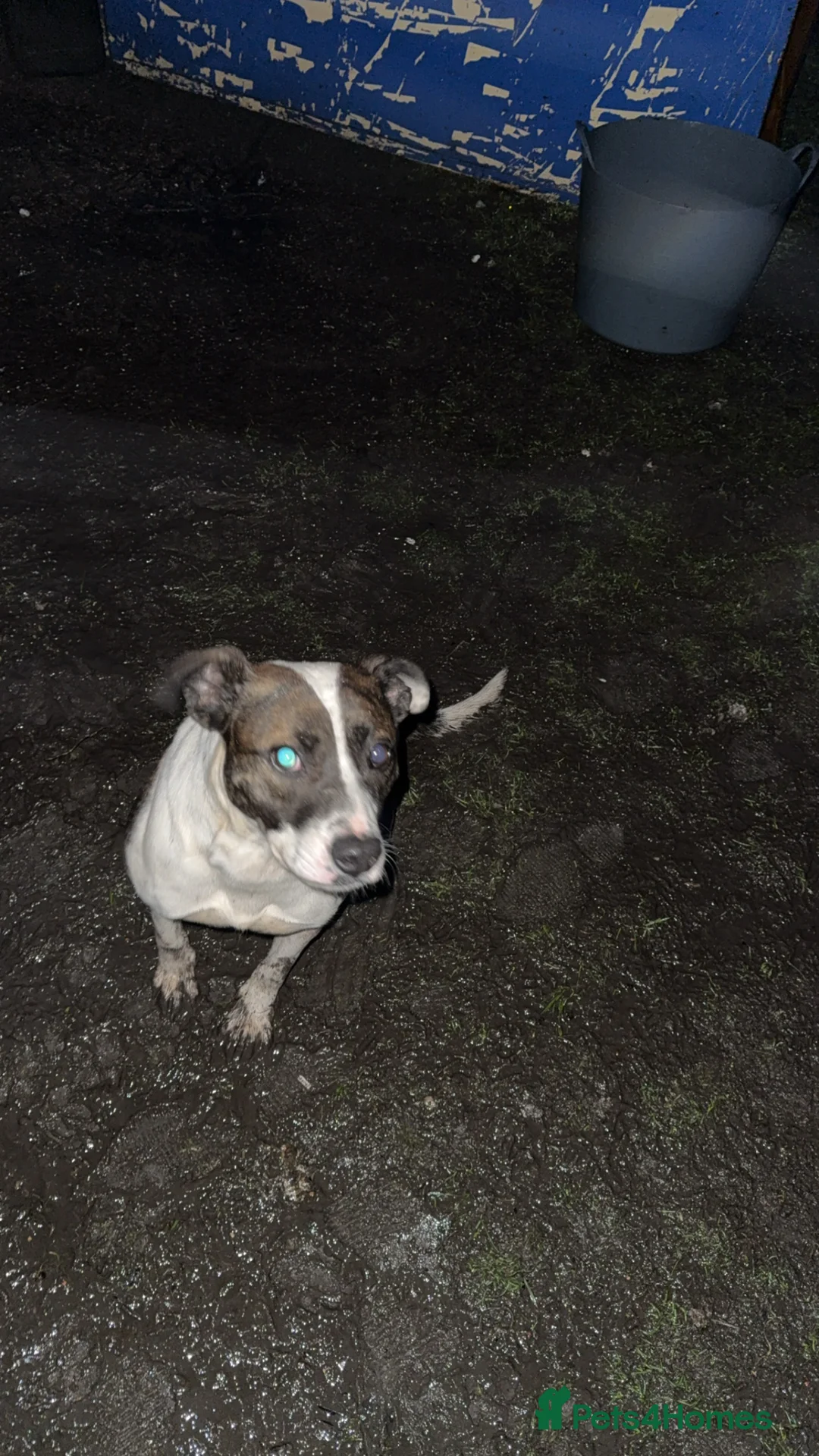 Mixed Breed dogs for sale: Lurcherxbulldog - Advert 2