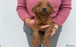 Cockapoo dogs for sale: Adorable Red Cockapoo F1 Puppies Waiting List - Image 5