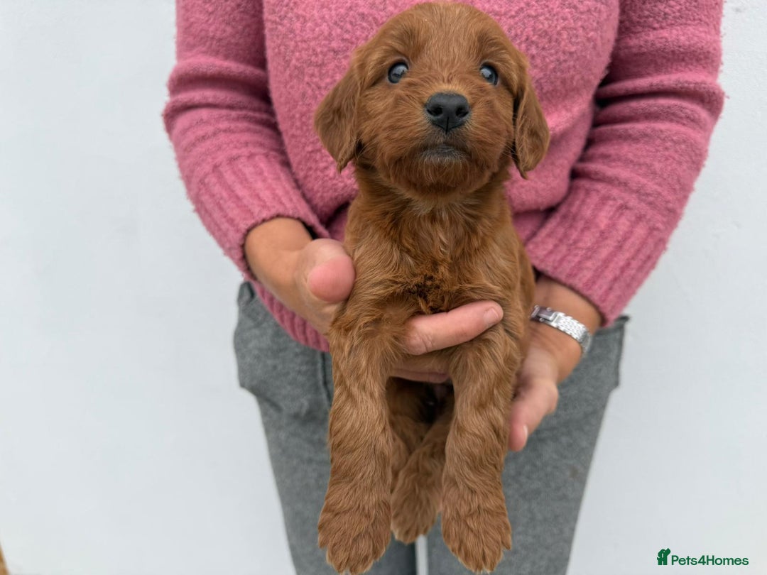 Cockapoo dogs for sale: Adorable Red Cockapoo F1 Puppies Waiting List - Image 5